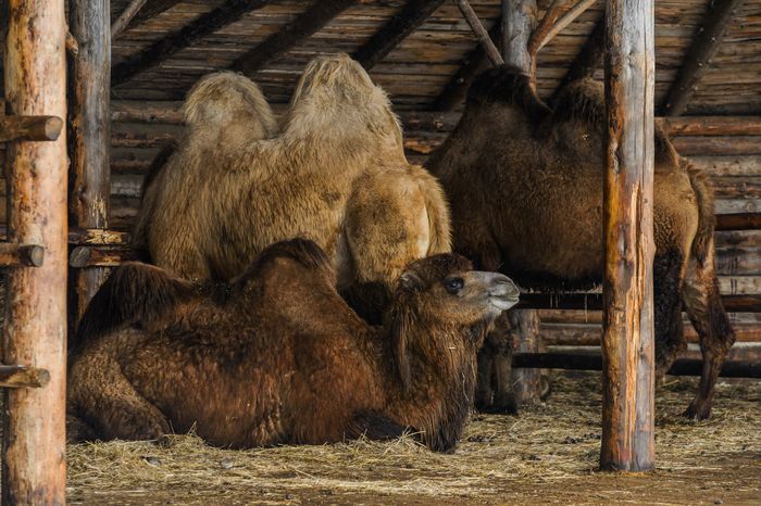 Этнопарк «Кочевник» в Хотьково зимой