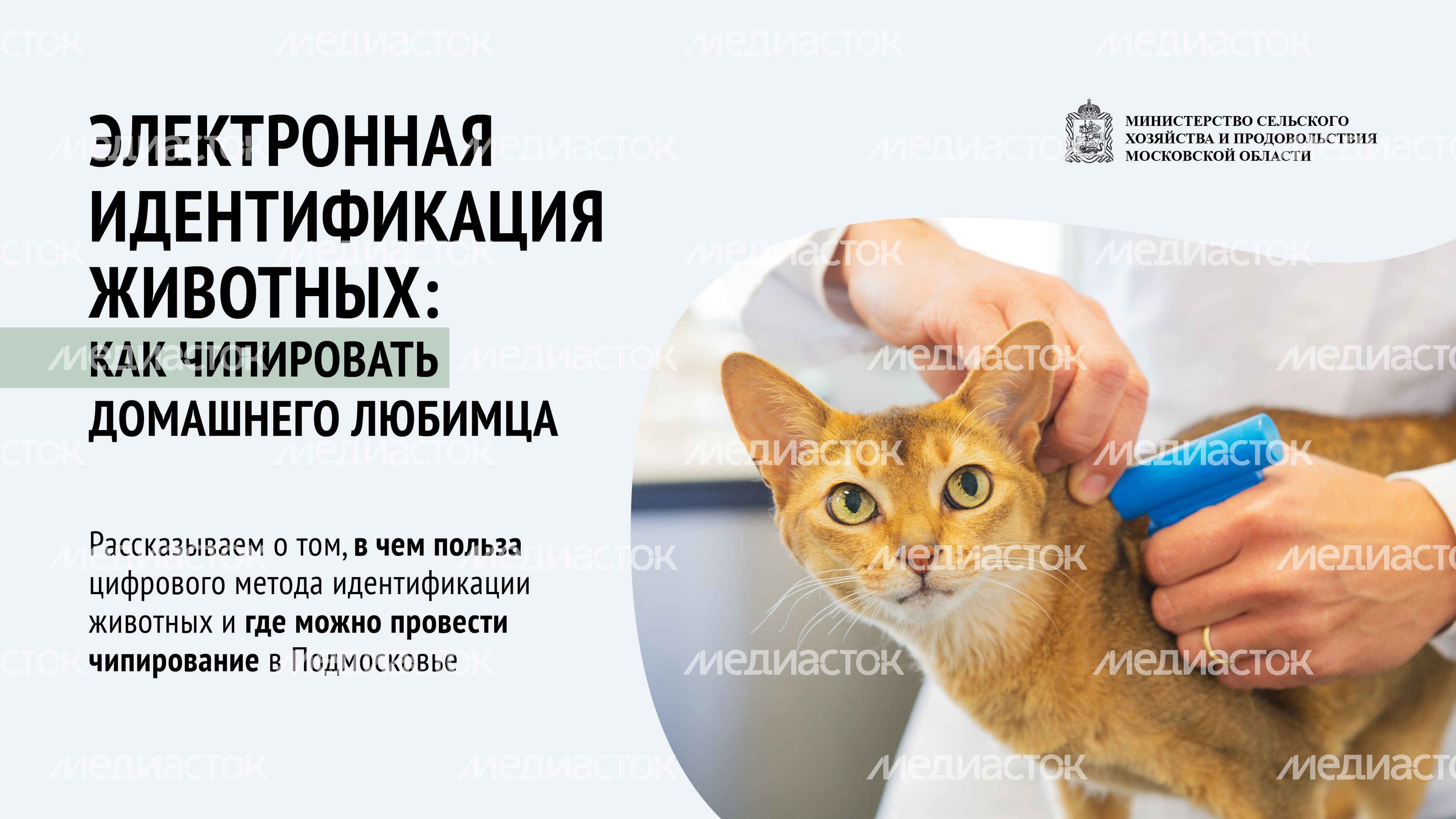 Чипирование-07.jpg