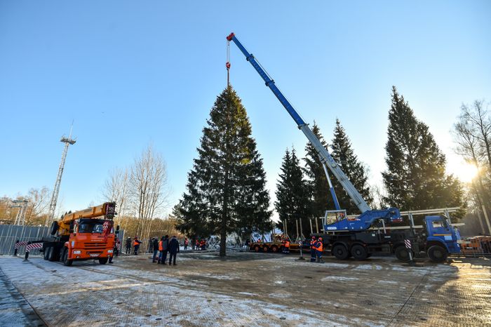 Сруб главной новогодней ели страны в Наро-Фоминском округе Подмосковья