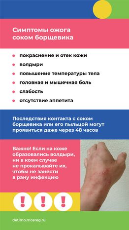 Вертикаль_Борщевик Сосновского_05.png