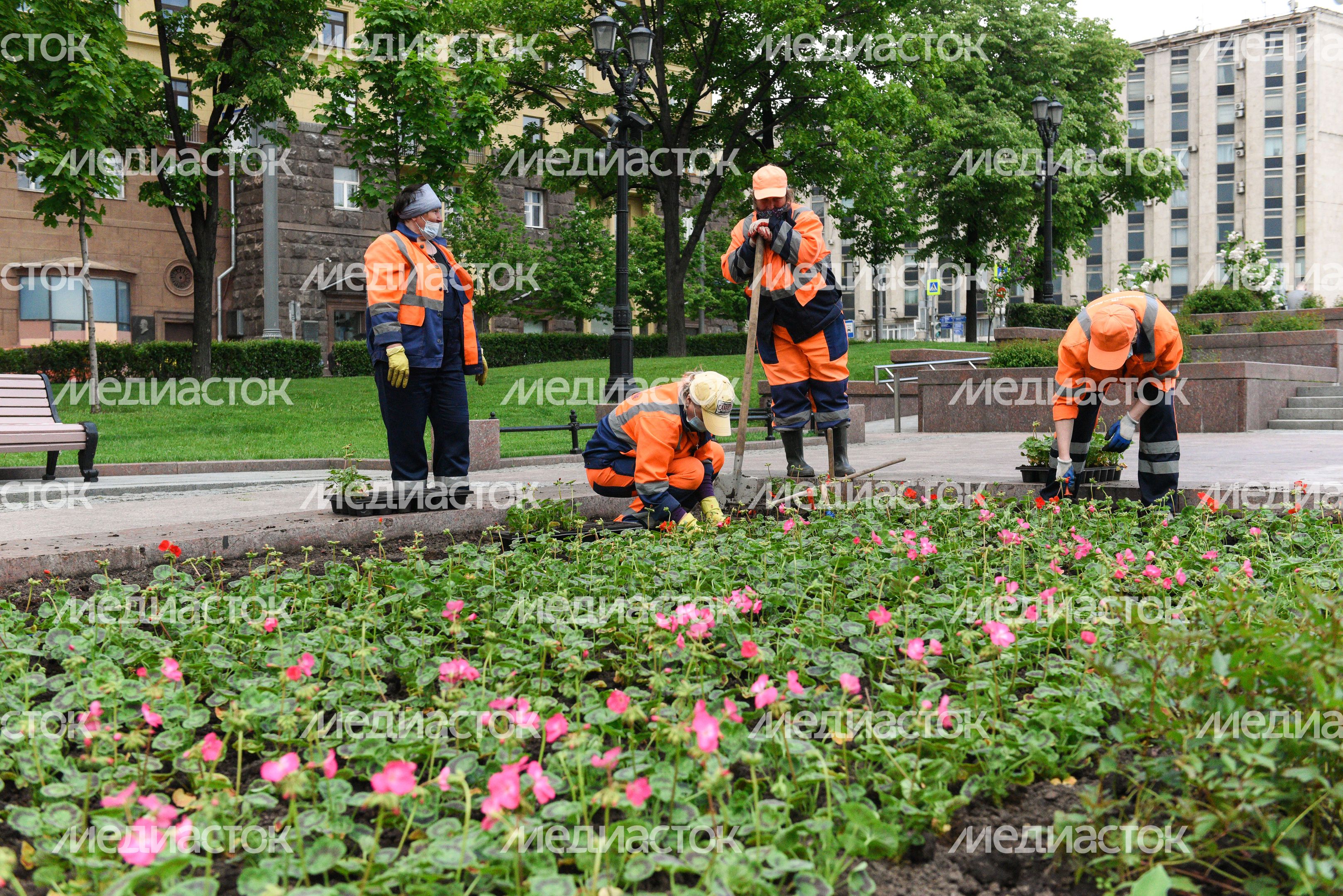 Высадка однолетних растений в Москве