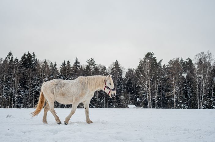 Зимние виды Конно-спортивного клуба Баллада