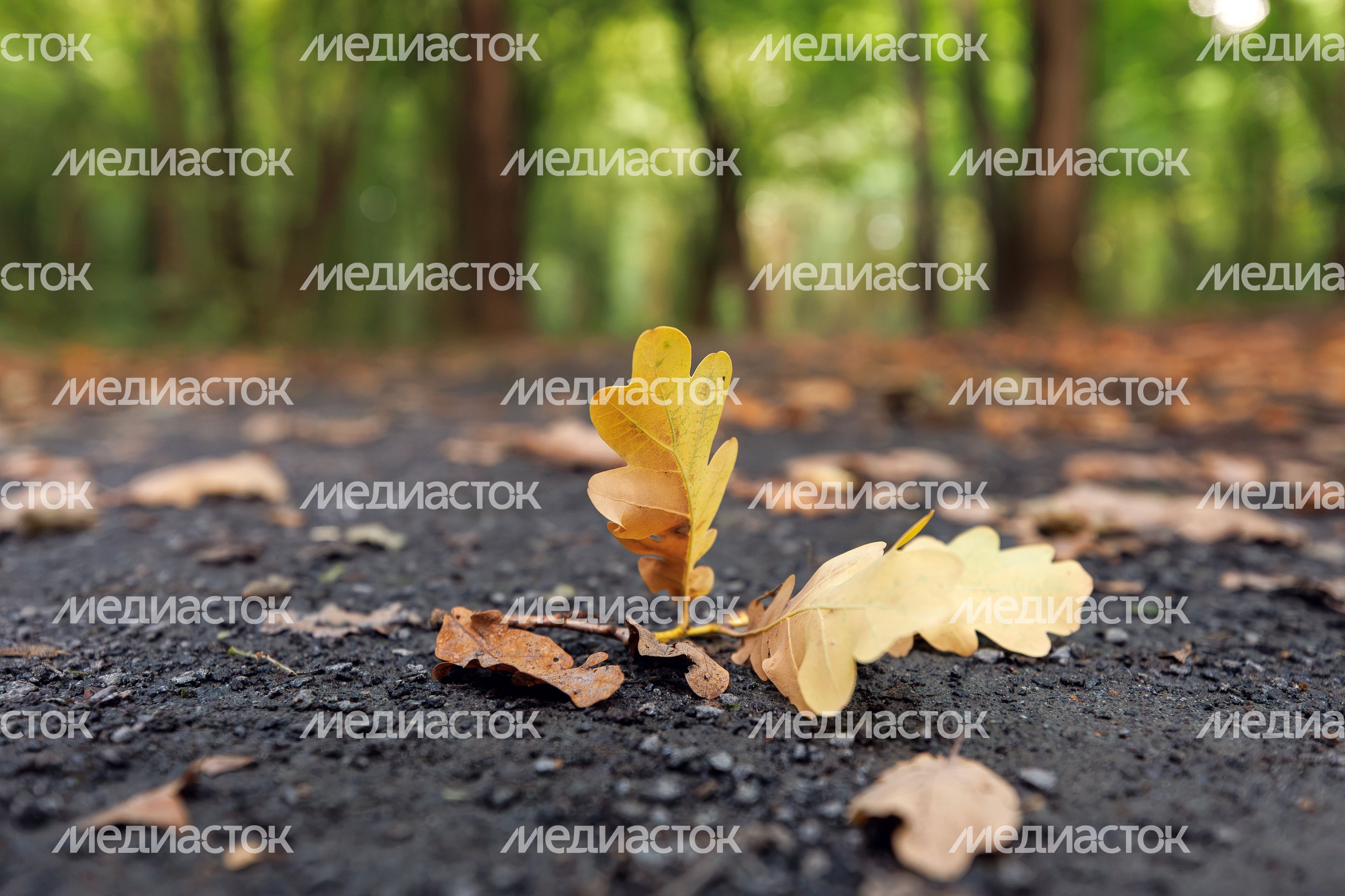 Осень наступает в Химкинском лесопарке Осень наступает в Химкинском лесопарке