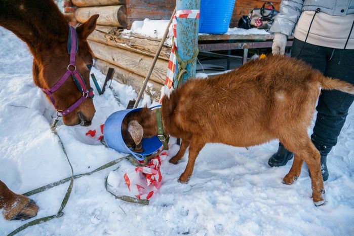 Племенная коневодческая ферма «Лэдис» в Ликино-Дулево