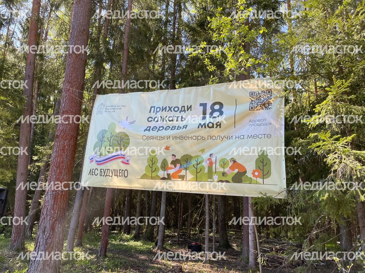 Настроение "Лес Будущего"-2024
