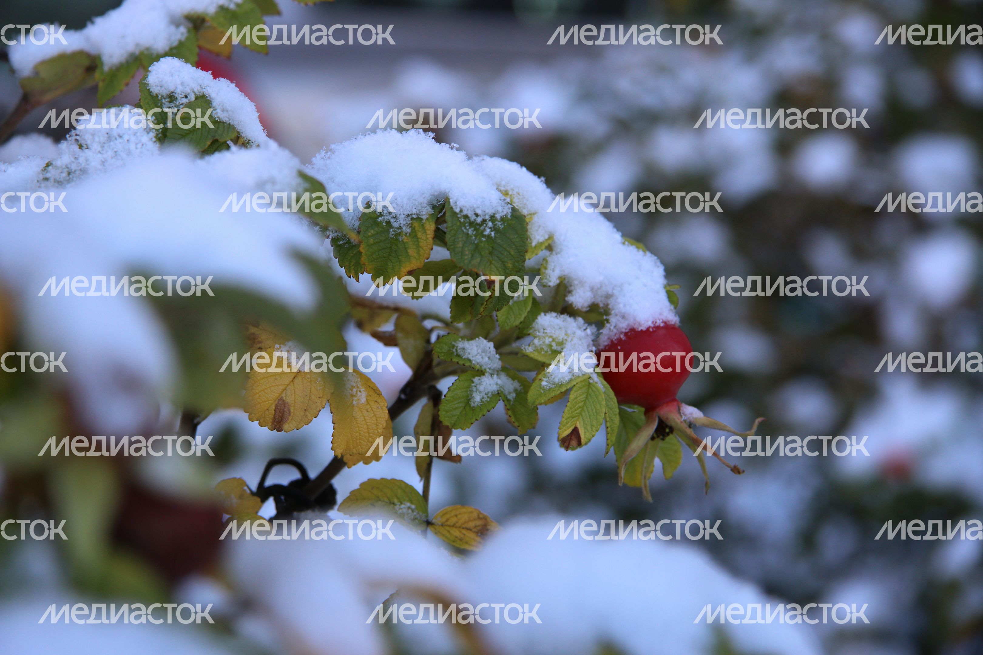 Первый снег в Дубне