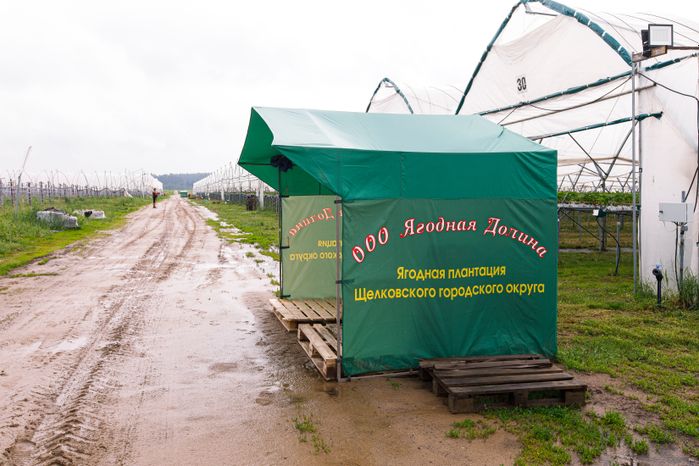 Урожай клубники в ООО "Ягодная долина" г.о. Щелково
