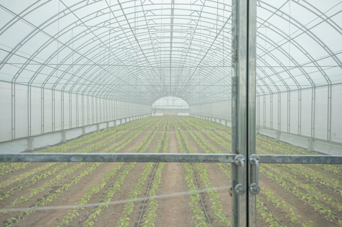 Теплицы крупного семеноводческого агропромышленного комплекса ООО «Агрофирма Партнер»