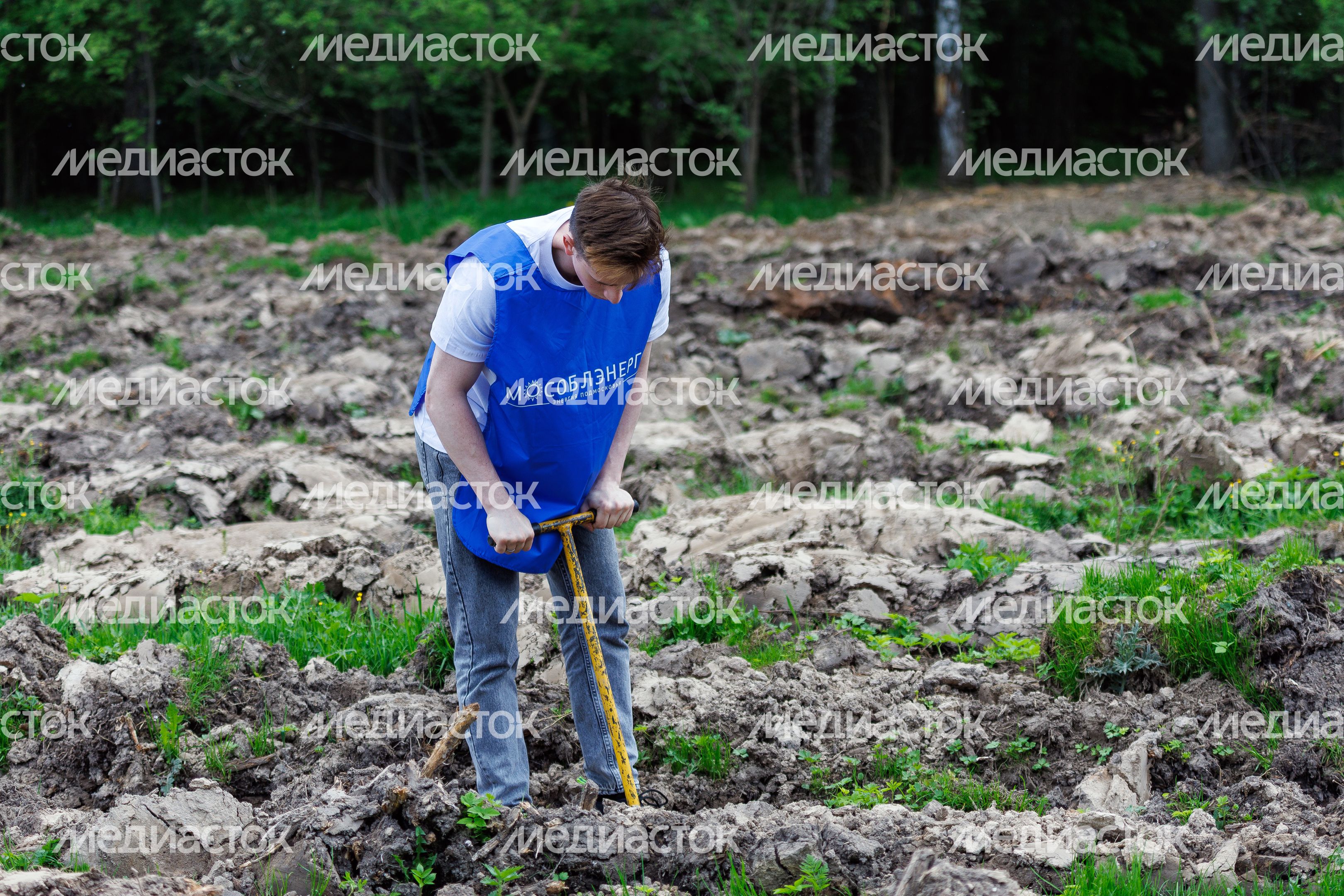 Сад Памяти в Подмосковье-2026: акция по посадке деревьев в Химках