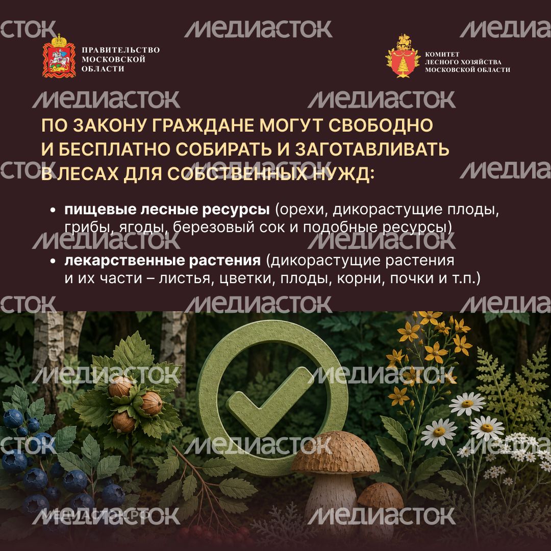 Ягоды, грибы, лекарственные растения квадрат 03