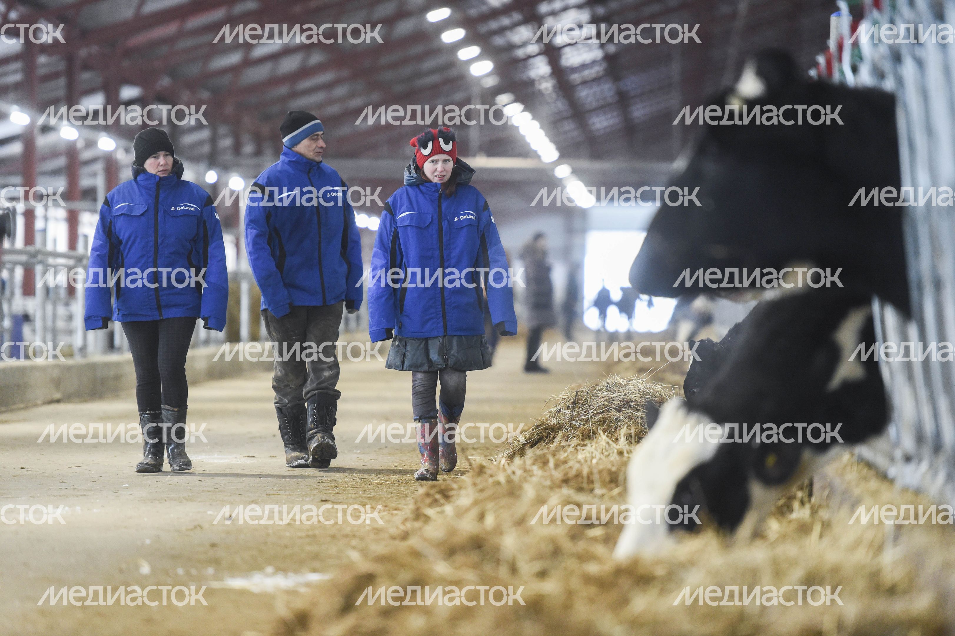 Открытие нового молочного комплекса TH True Milk в Подмосковье, 2 часть