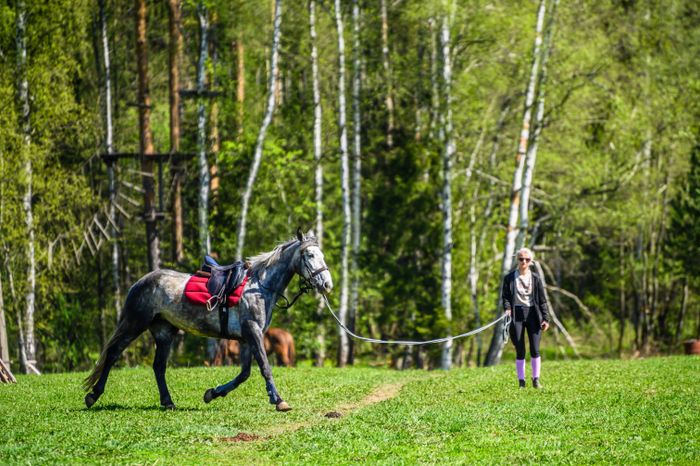 Конноспортивный клуб «Баллада» в округе Солнечногорск