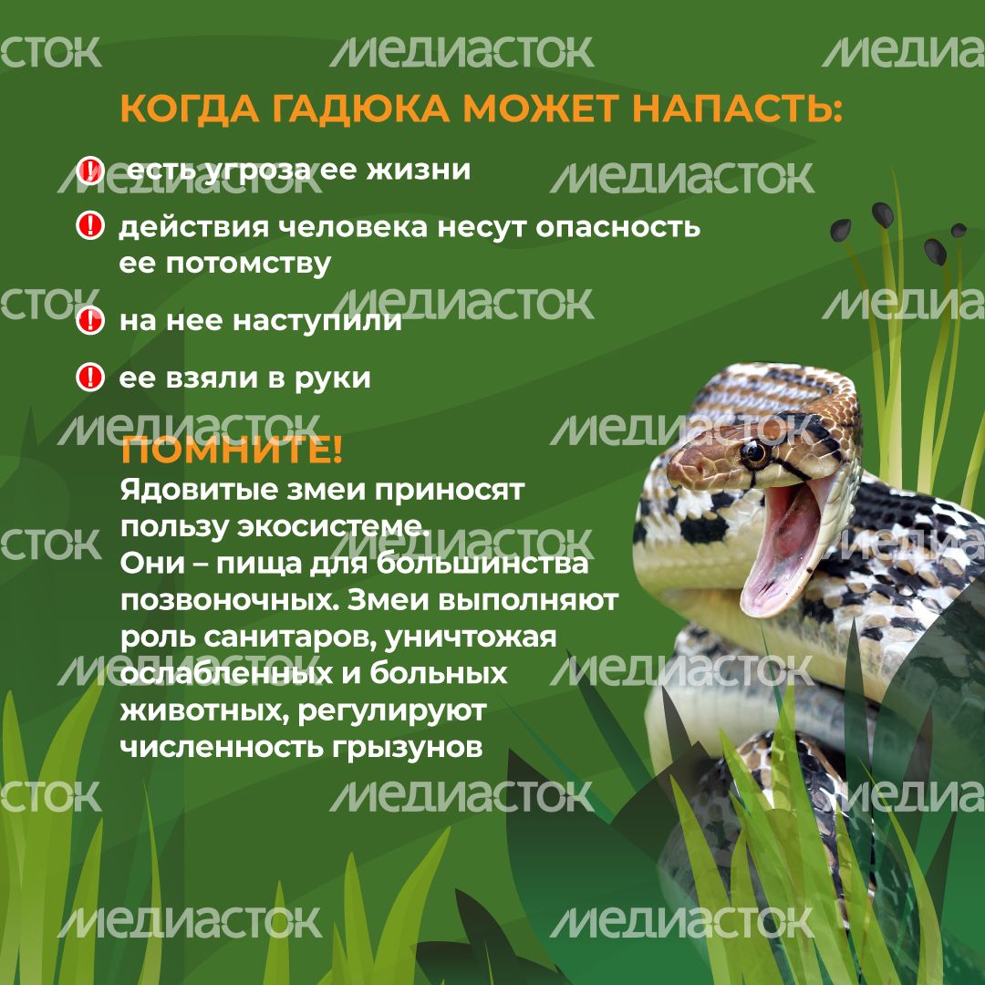 комлесхоз_змеи_кв_4