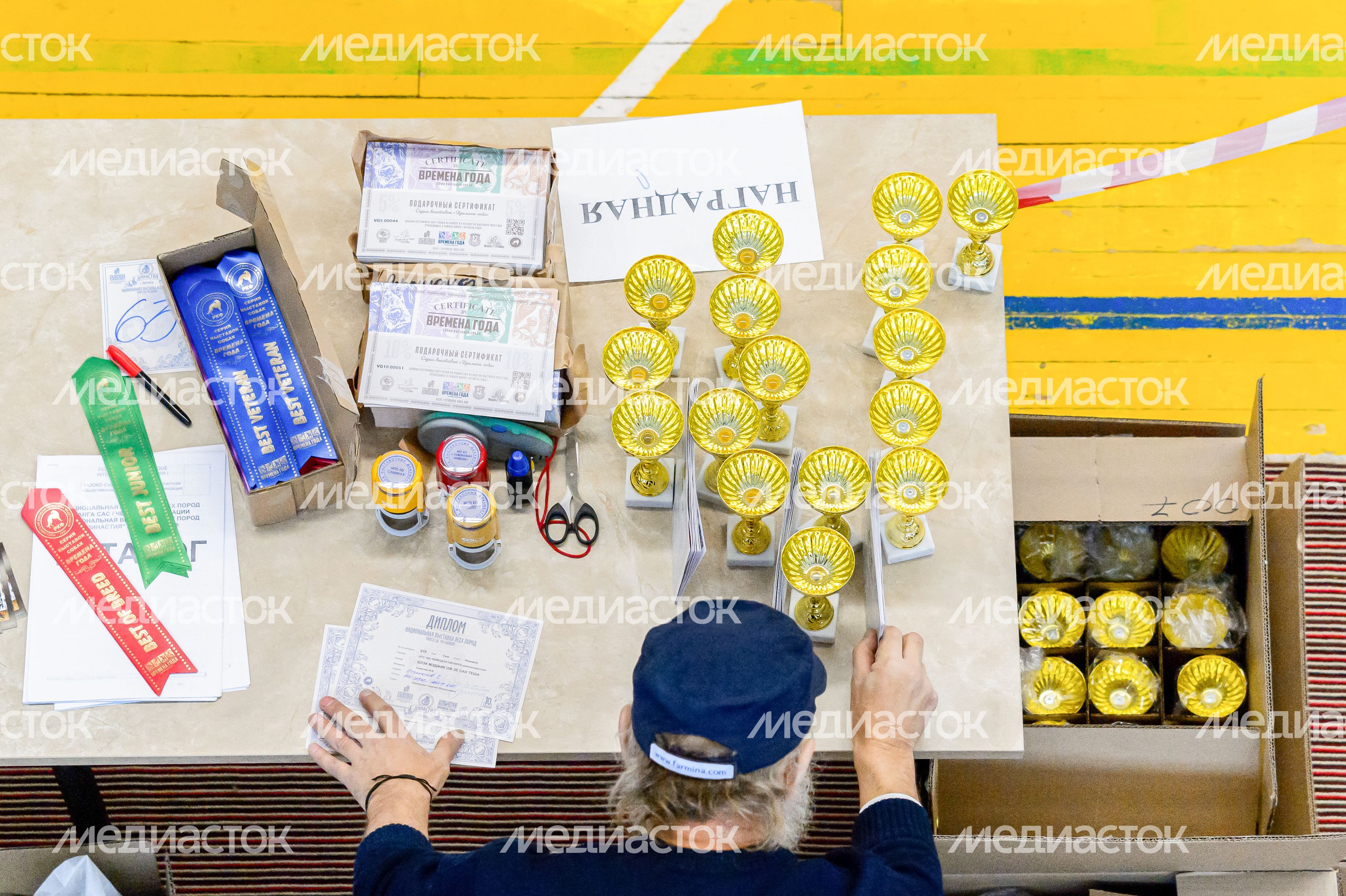 Богородский. Ногинск. Выставка собак всех пород Богородский. Ногинск. Выставка собак всех пород