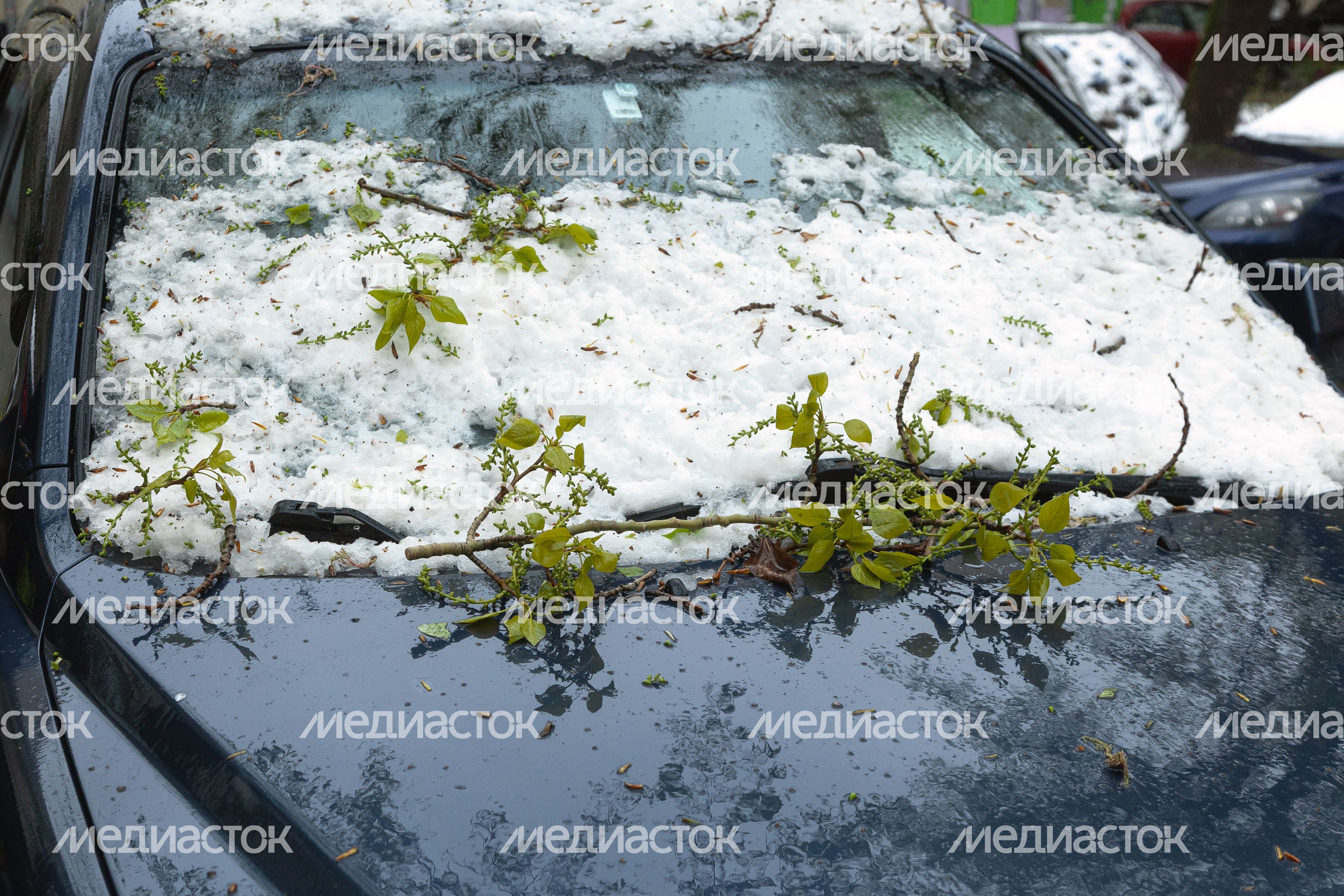 Последствия апрельского снегопада в Подмосковье Последствия апрельского снегопада в Подмосковье