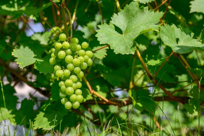 Из подмосковного винограда производят опытные образцы вина на винодельне Nordwine в Раменском круге
