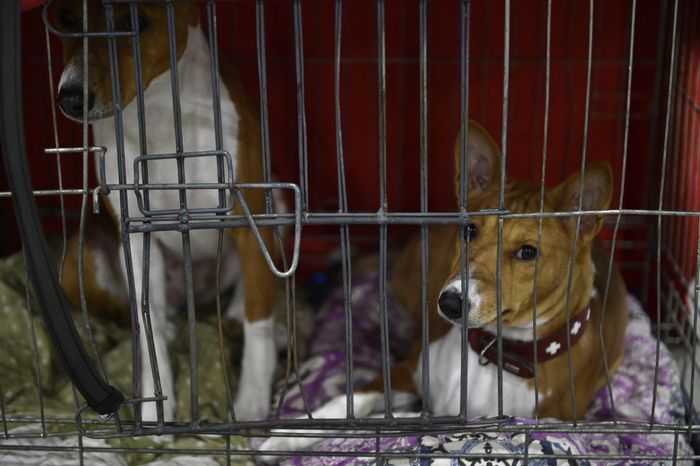 Всемирная выставка собак World Dog Show 2016 в МВЦ «Крокус Экспо»