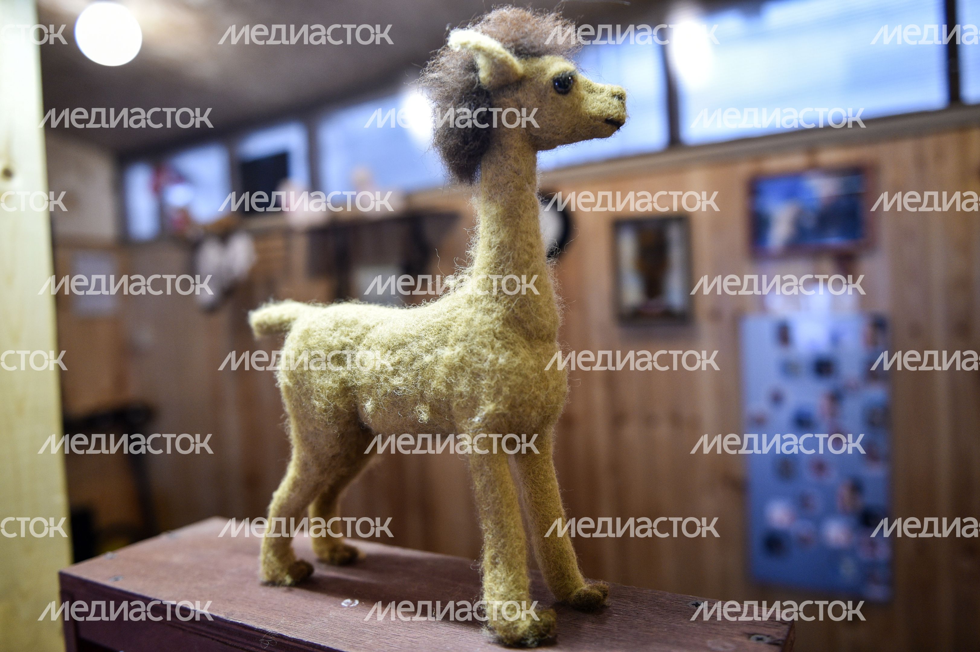 Ферма «Российские Альпаки» в Москве