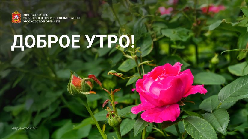 Доброе утро горизонталь 03