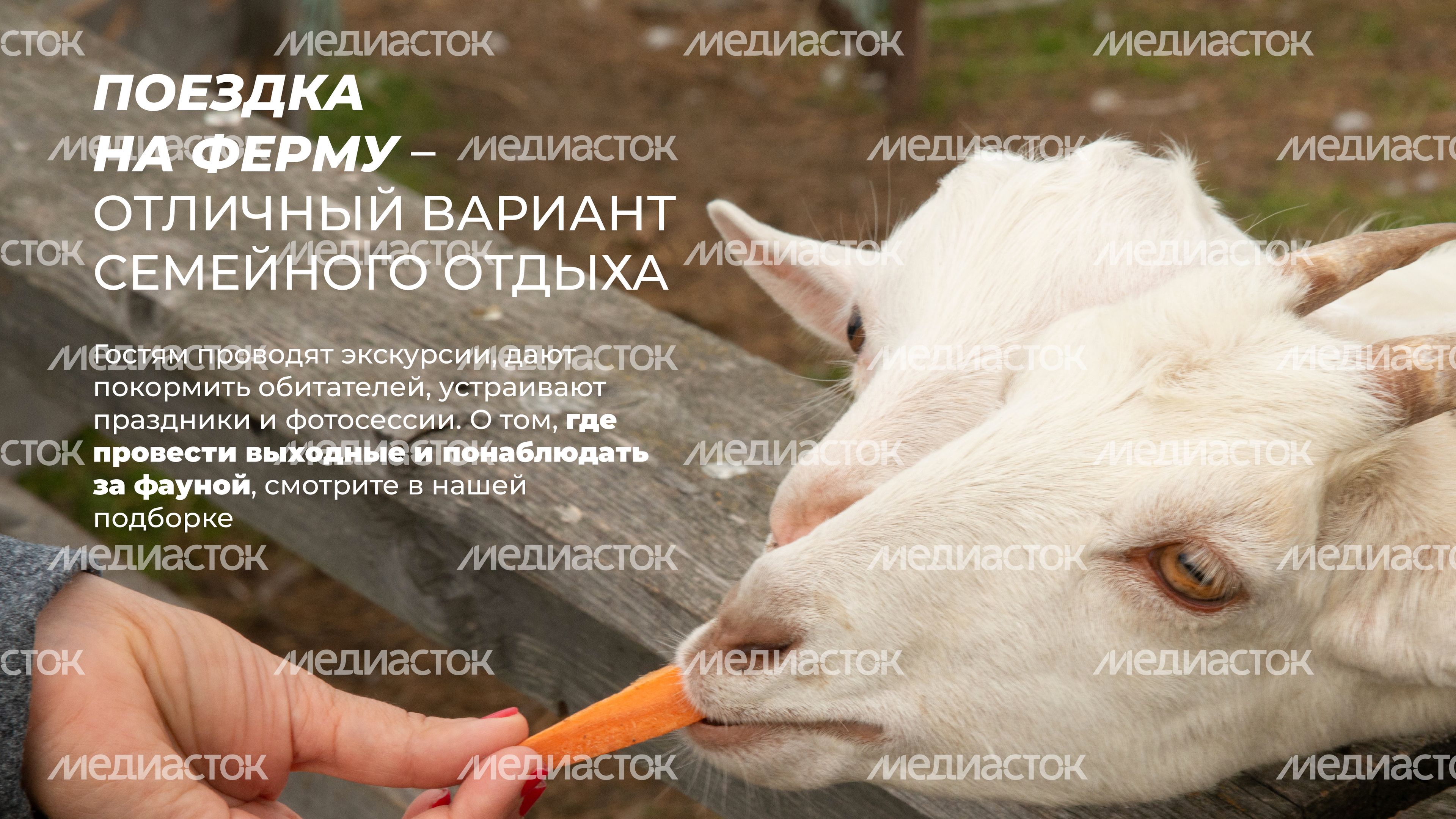 Фермы с животными-11.jpg