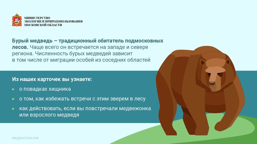 Медведь – сосед, которого нужно знать_горизонталь 02