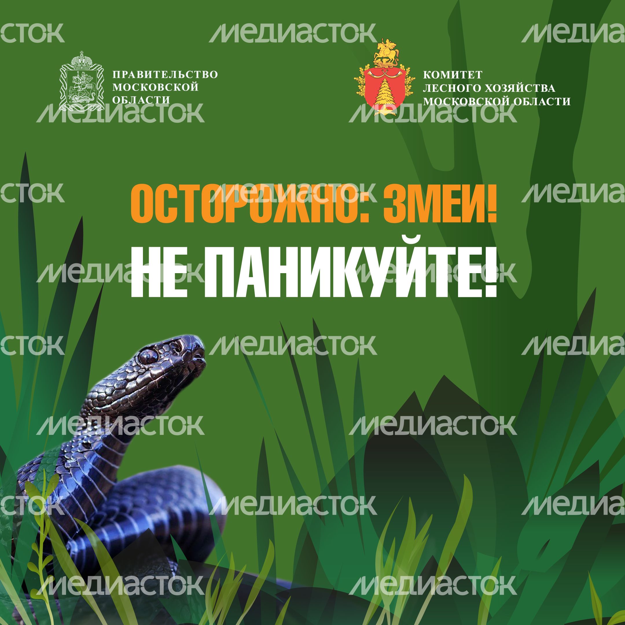 комлесхоз_змеи_кв_1
