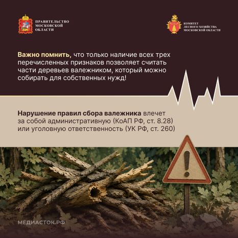 Валежник для собственных нужд квадрат 04