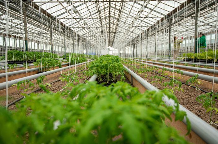 Теплицы крупного семеноводческого агропромышленного комплекса ООО «Агрофирма Партнер»