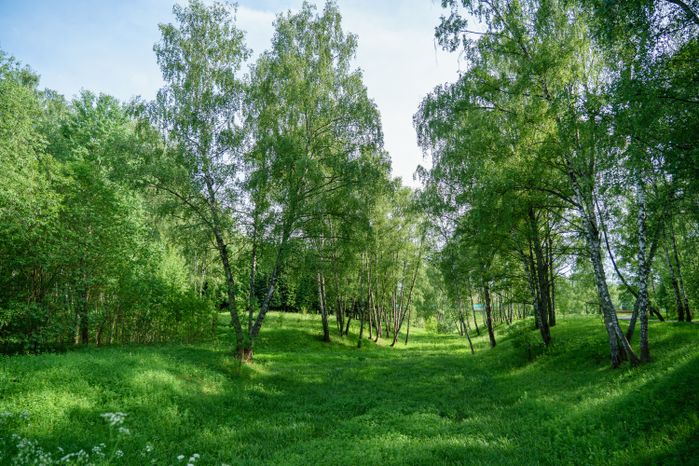Парк "Городской лес" в Домодедово