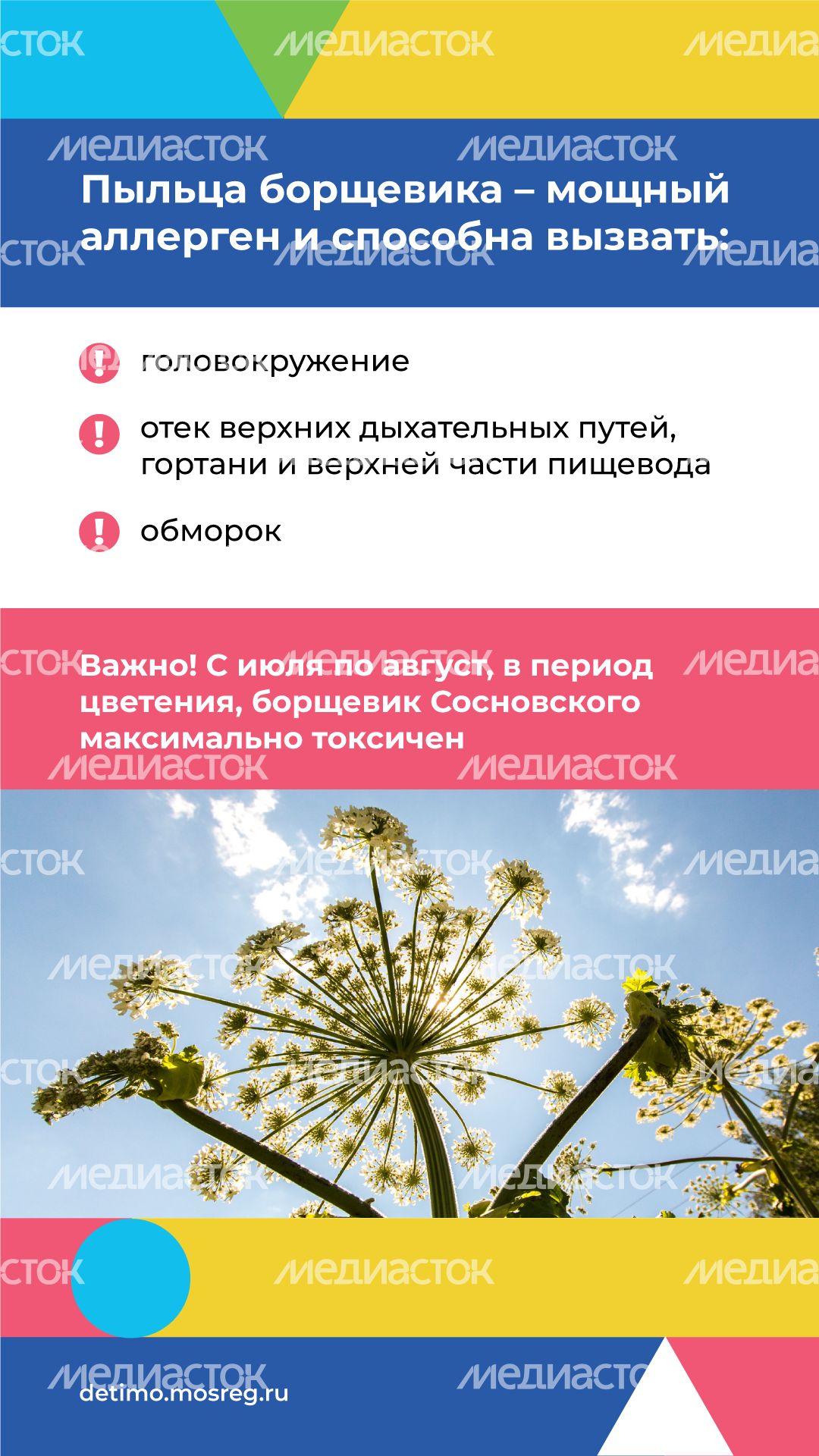Вертикаль_Борщевик Сосновского_04.png