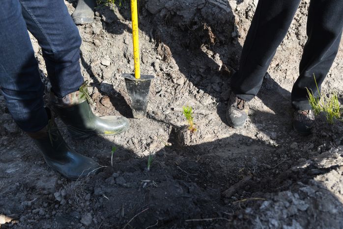 Ежегодная экологическая акция «Наш лес. Посади свое дерево» в Одинцовском городском округе