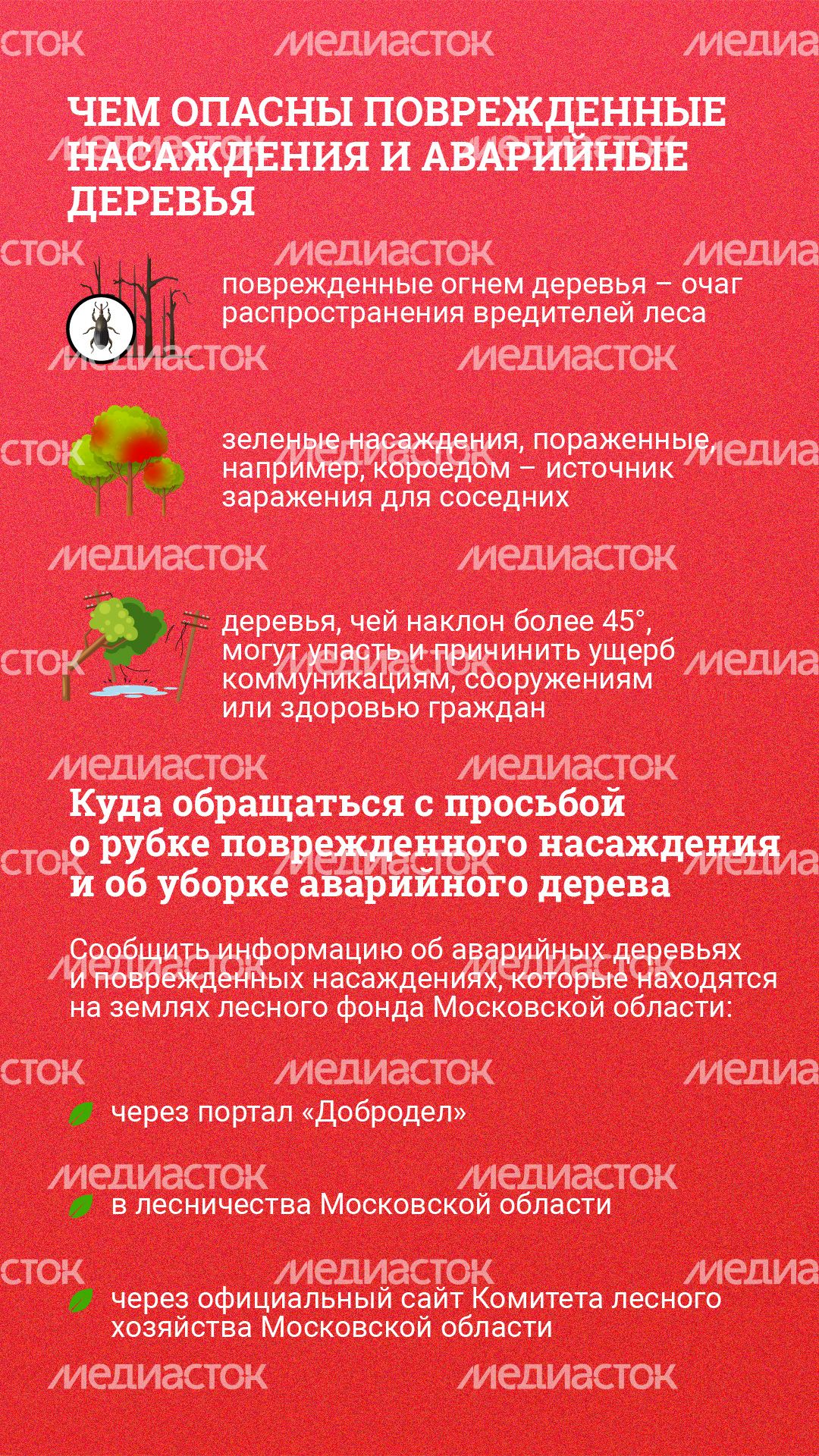 Вертикаль_ аварийные деревья_03-80.jpg