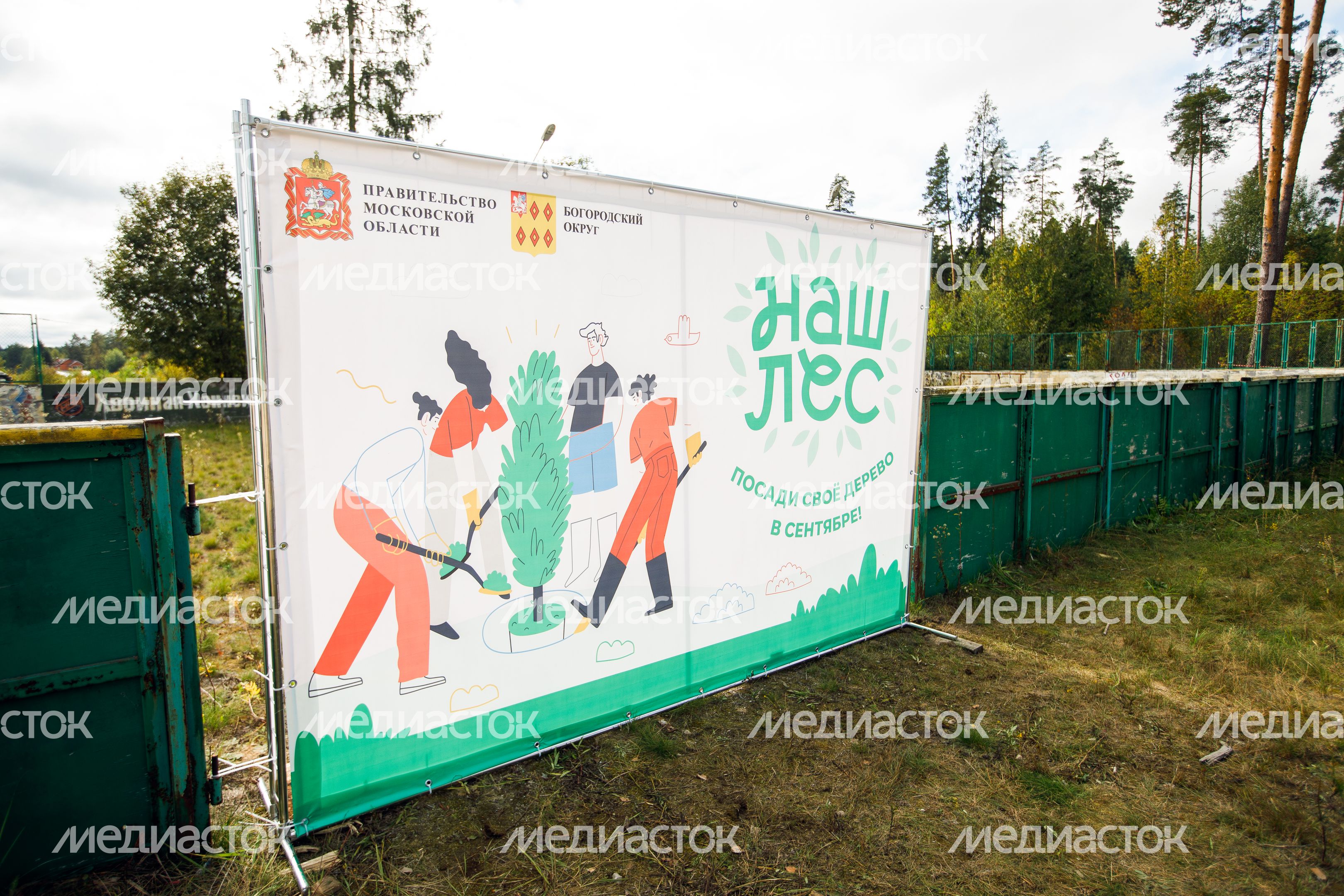 Богородский г.о. Наш лес. Посади свое дерево, сентябрь 2023 г. Богородский г.о. Наш лес. Посади свое дерево, сентябрь 2023 г.