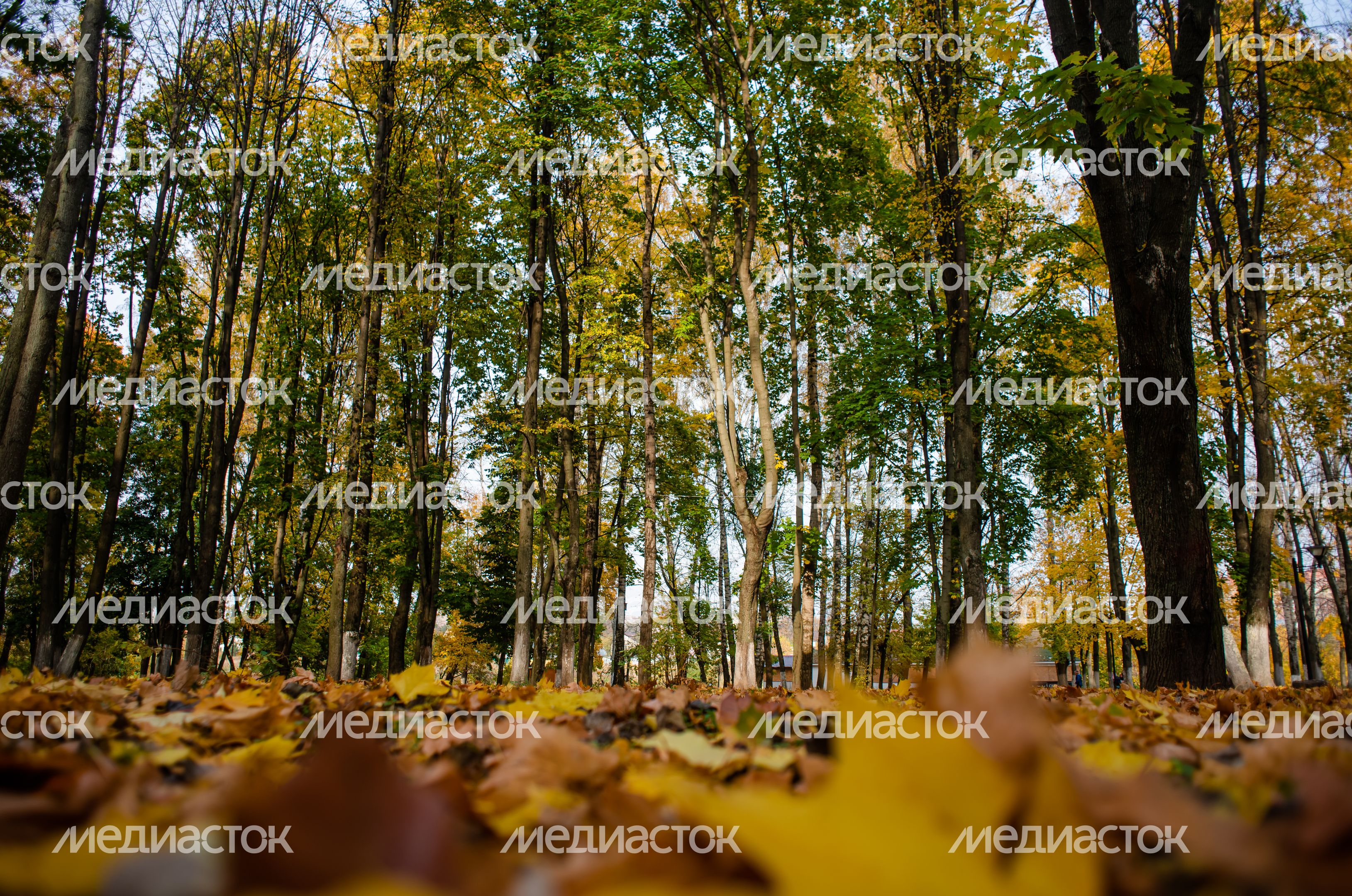 Осенние виды Городского парка в Щёлково