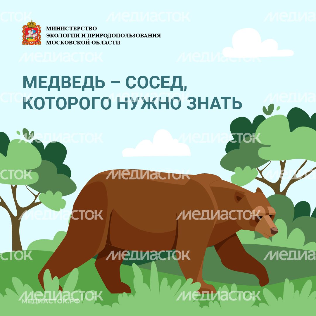 Медведь – сосед, которого нужно знать_квадрат 01
