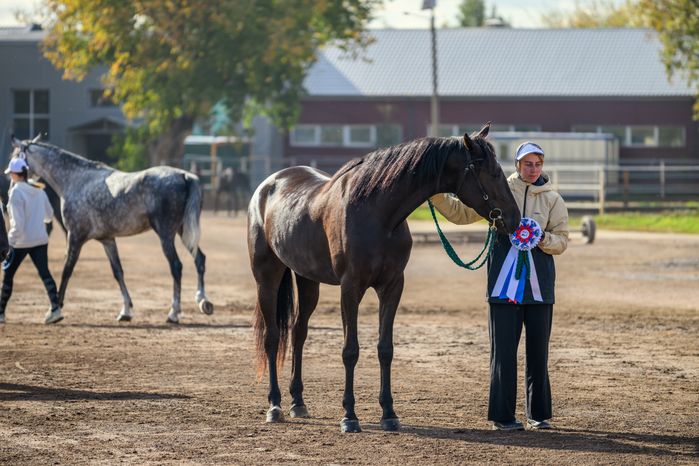 Чемпионат России для лошадей орловской рысистой породы на Раменском ипподроме