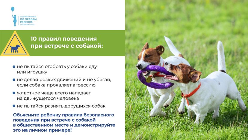 уппр_осторожно_собака_горизонталь_4.jpg