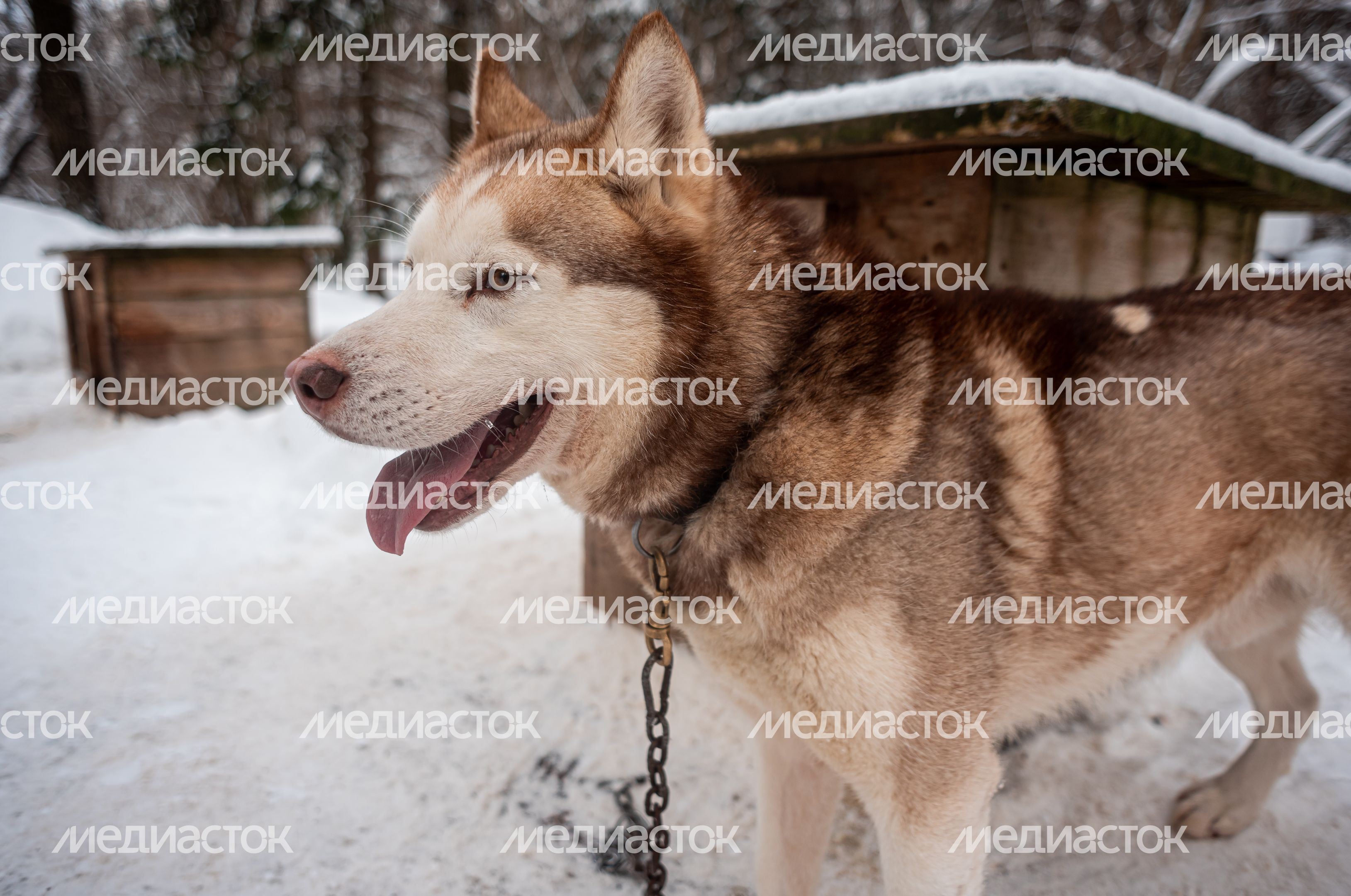 Зима в питомнике ездовых собак Северный
