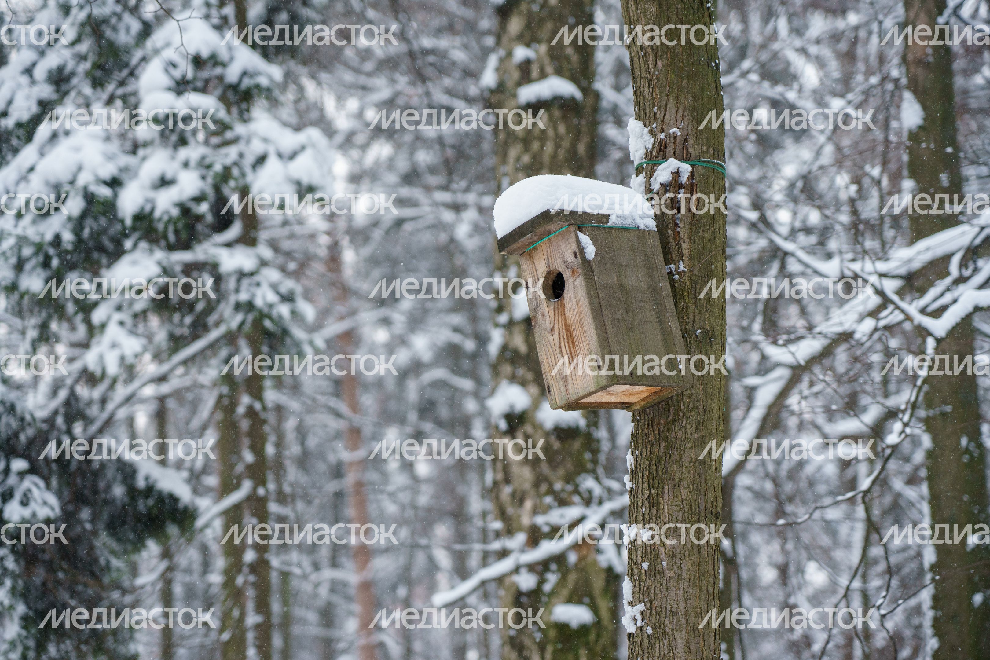 Балашиха. Балашиха. Ольгинский лесопарк. Зима лесопарк. Зима_00019.jpg Балашиха. Балашиха. Ольгинский лесопарк. Зима лесопарк. Зима_00019.jpg