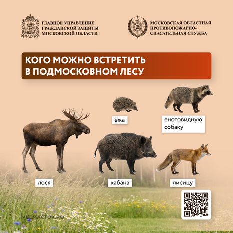 Что делать при встрече с диким животным квадрат 01