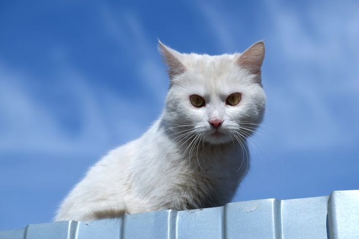 Кошка в Павловском Посаде