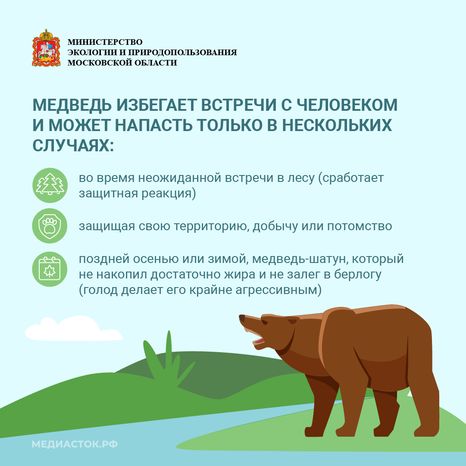 Медведь – сосед, которого нужно знать_квадрат 05