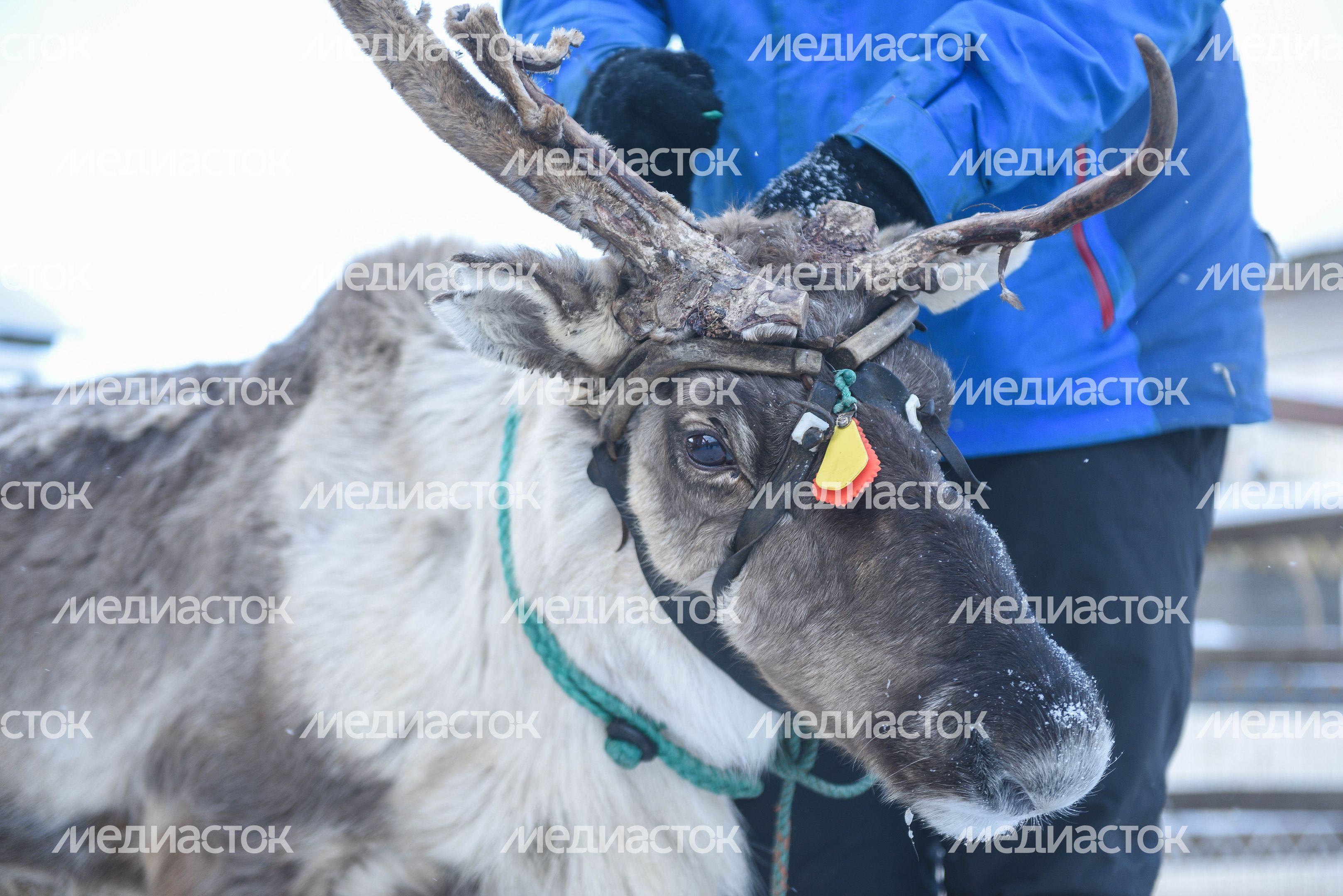 Оленья ферма в Дзержинском