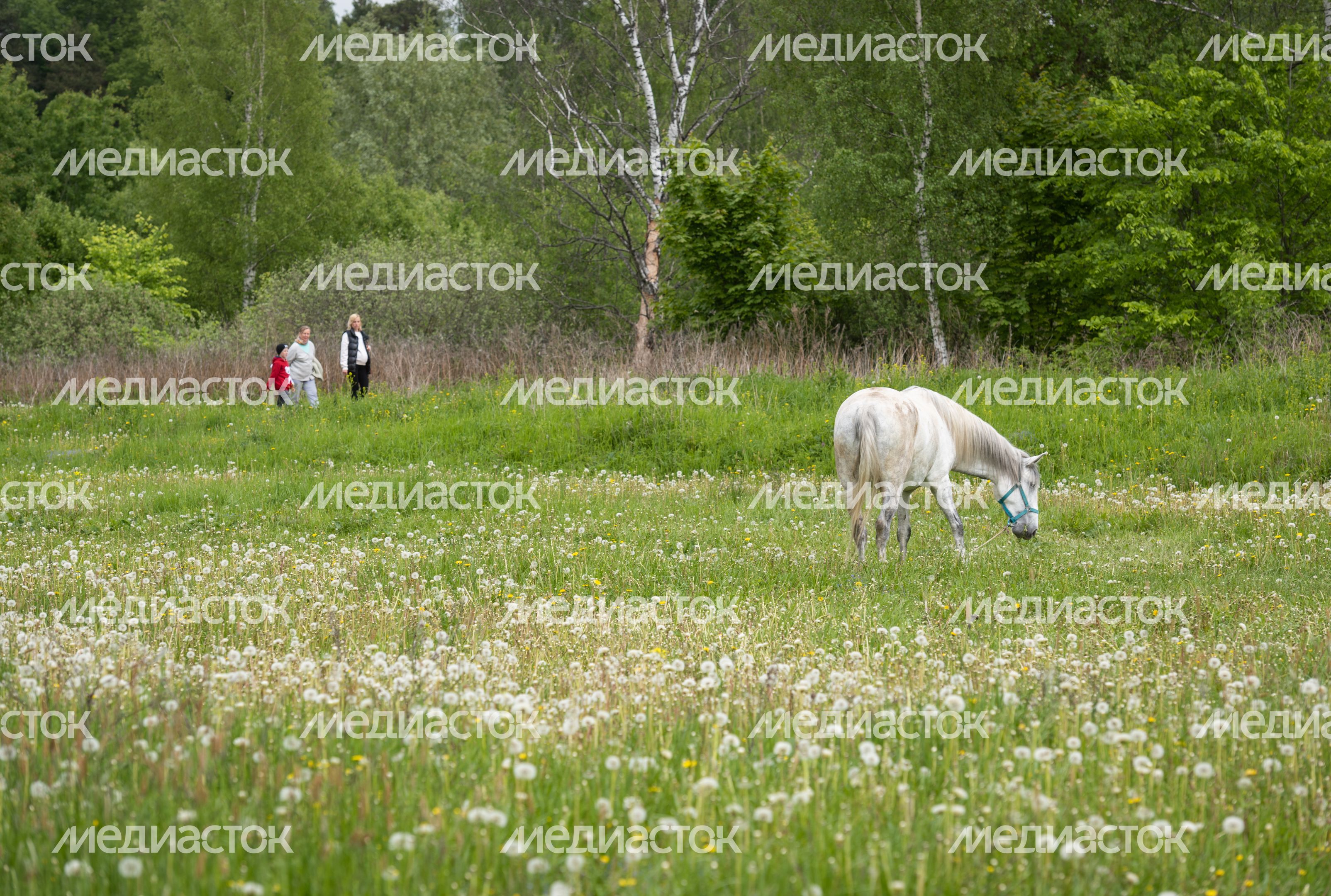 Мельница в Истре