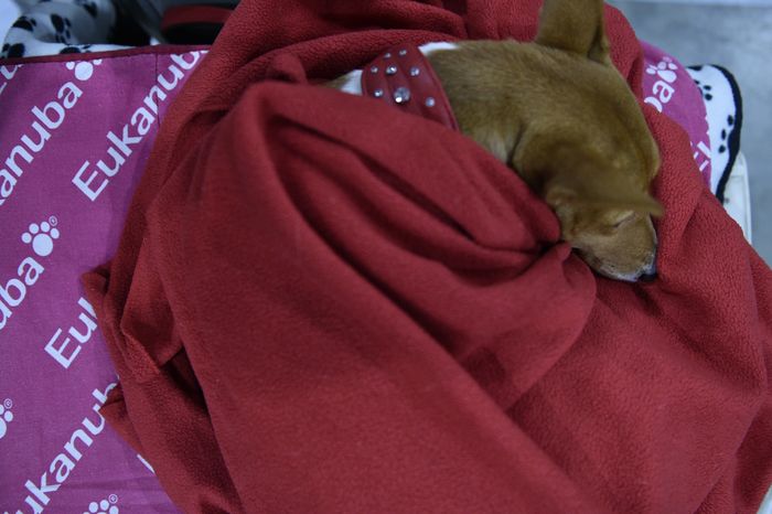 Всемирная выставка собак World Dog Show 2016 в МВЦ «Крокус Экспо»