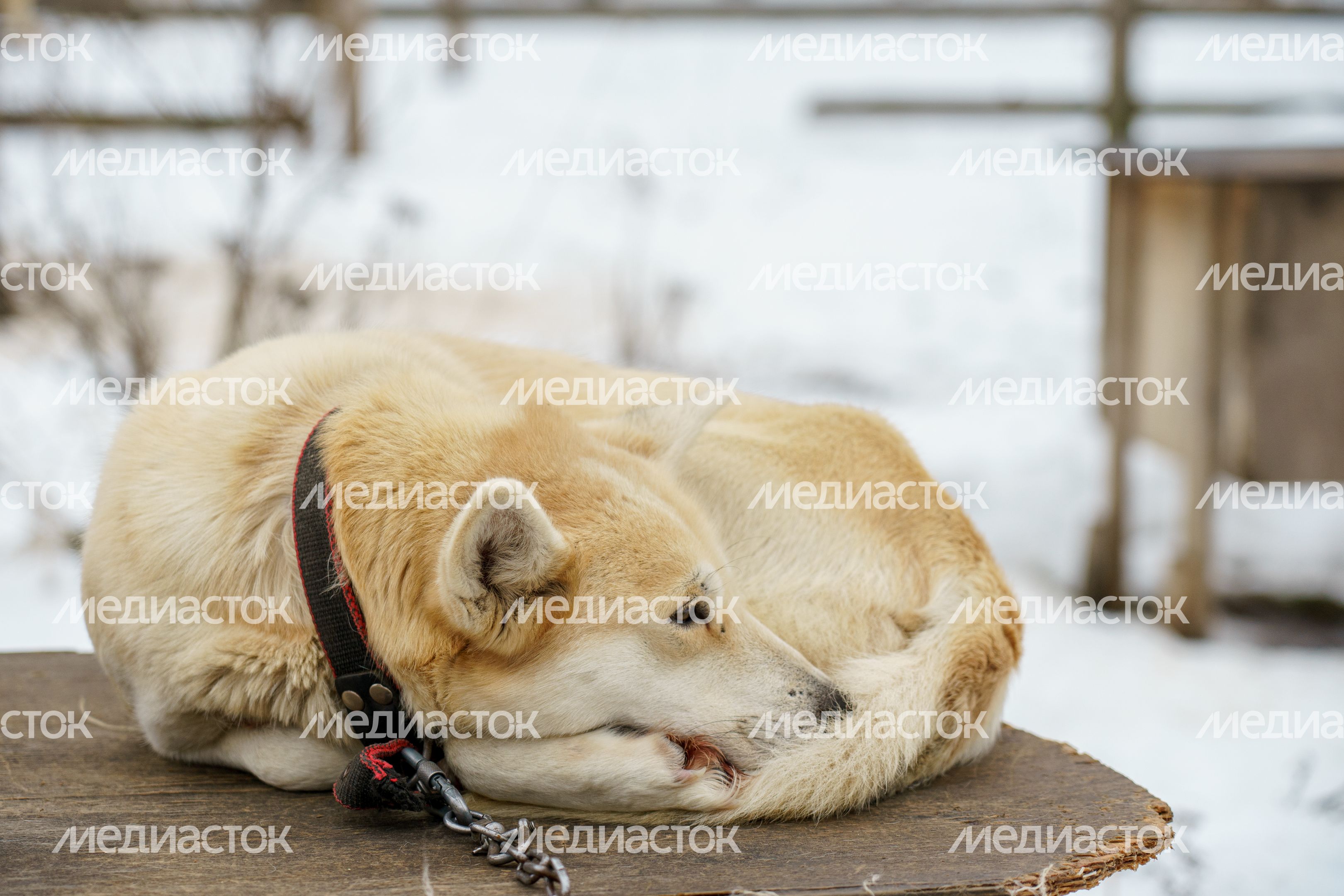 Чукотское стойбище "Хаски парк" в Раменском округе зимой