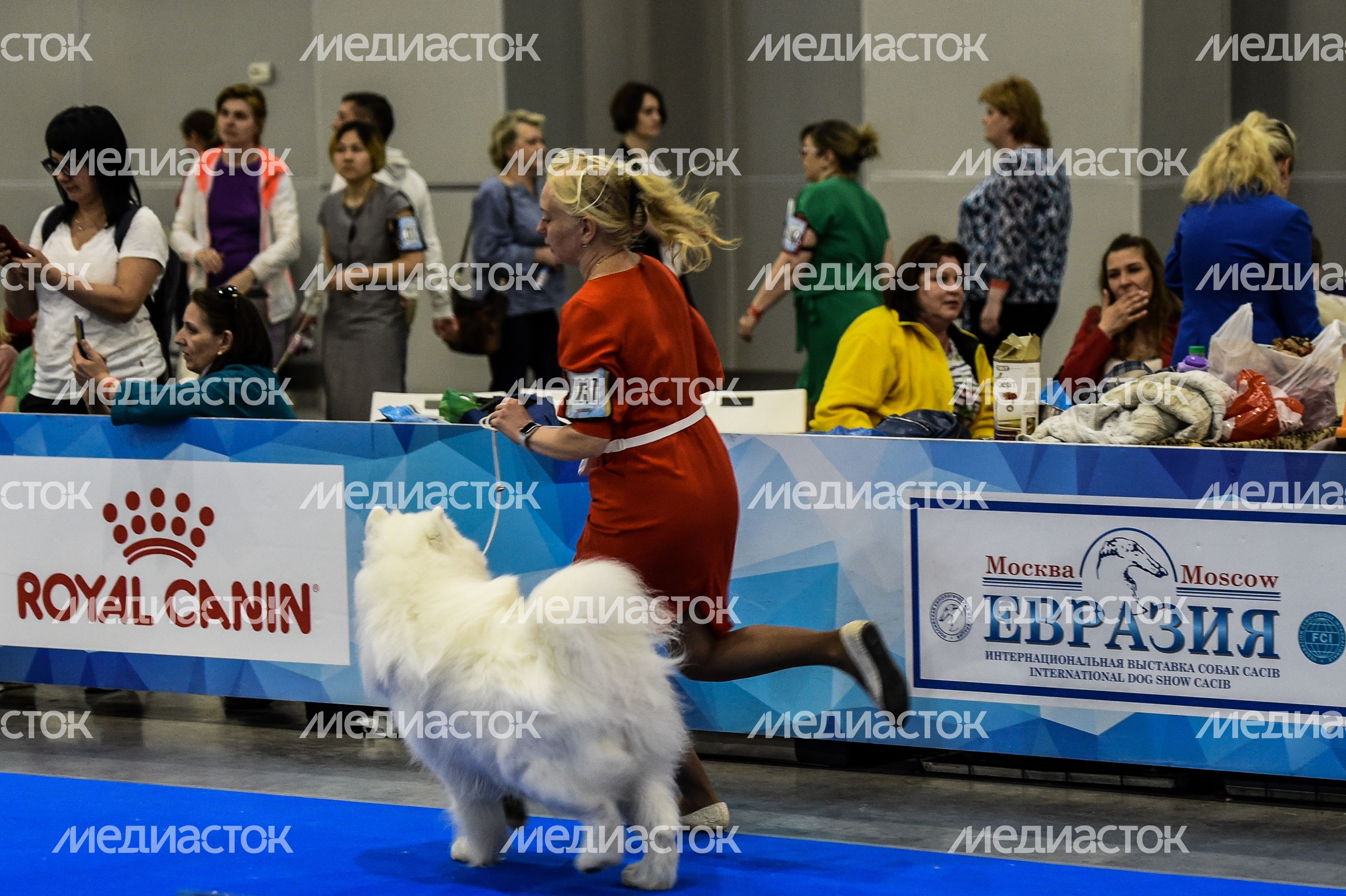 Выставка собак Евразия‑2018 прошла в Подмосковье