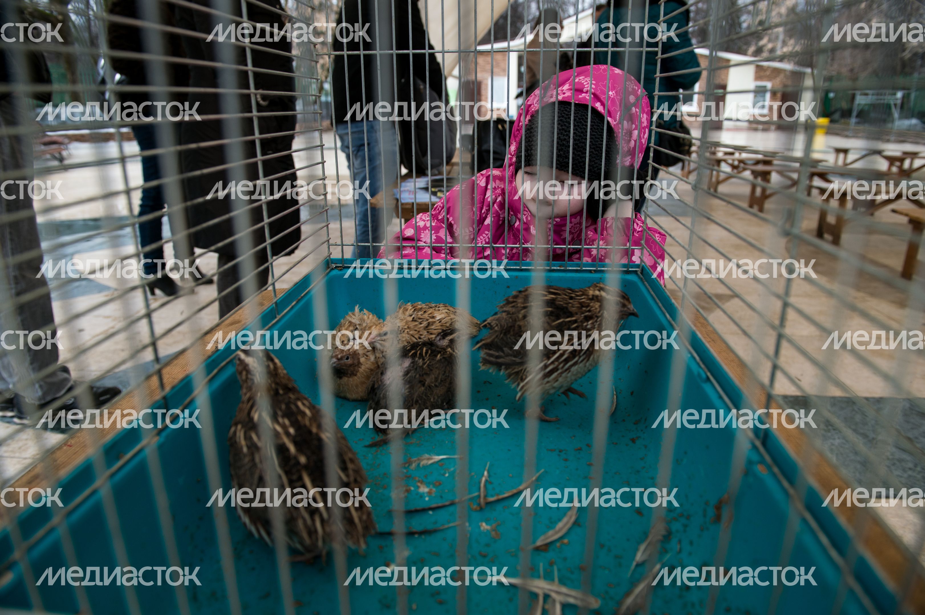 Выбор птицы года в парке Сокольники в Москве Выбор птицы года в парке Сокольники в Москве