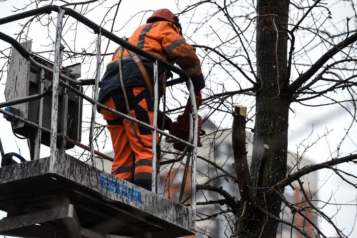 Обрезка тополей в Москве