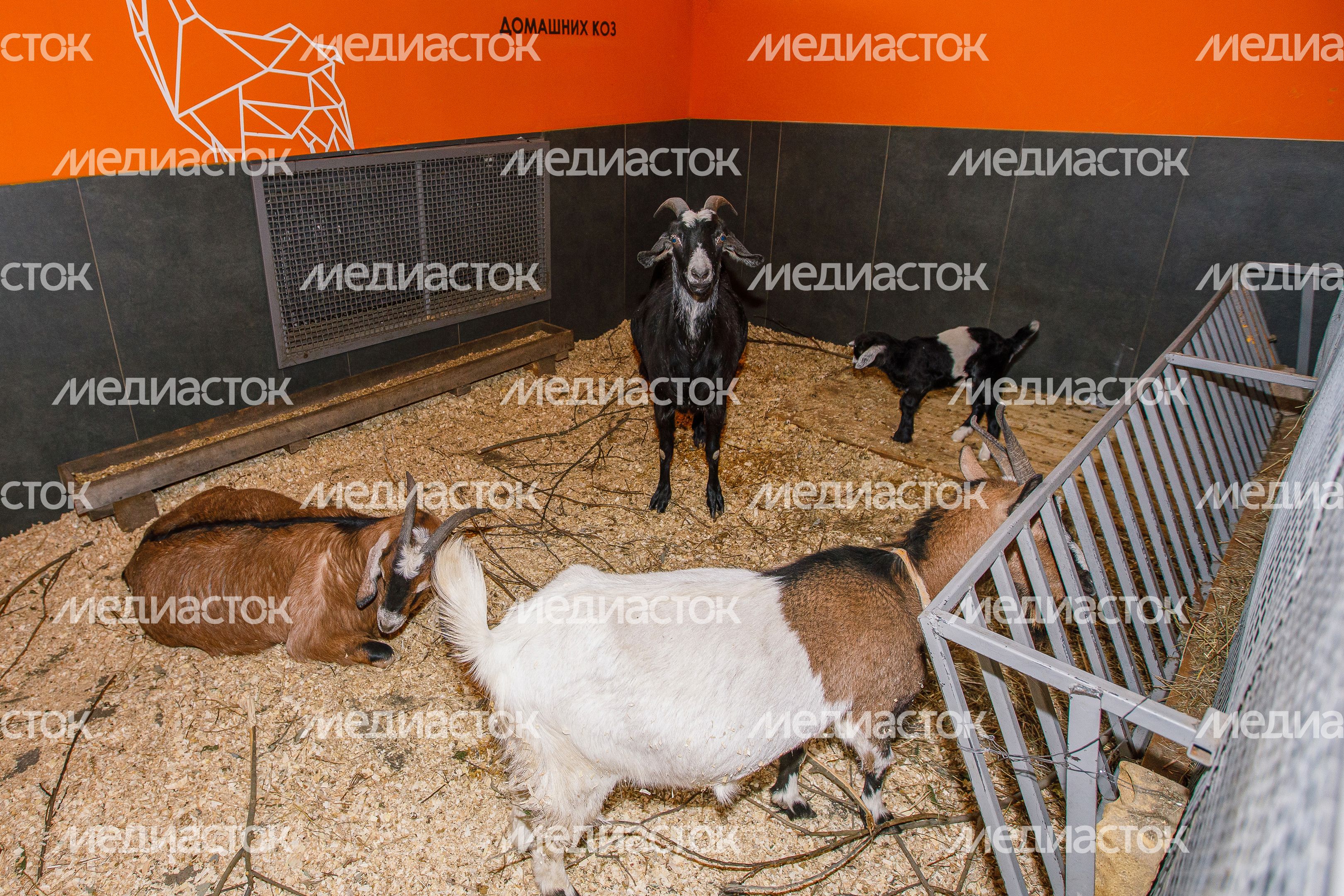 Зоосад «Дивный» в деревне Падиково Зоосад «Дивный» в деревне Падиково